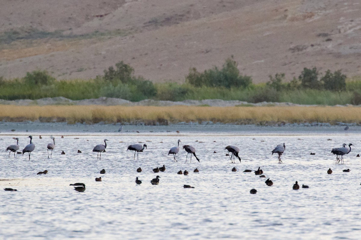 Demoiselle Crane - ML641644157