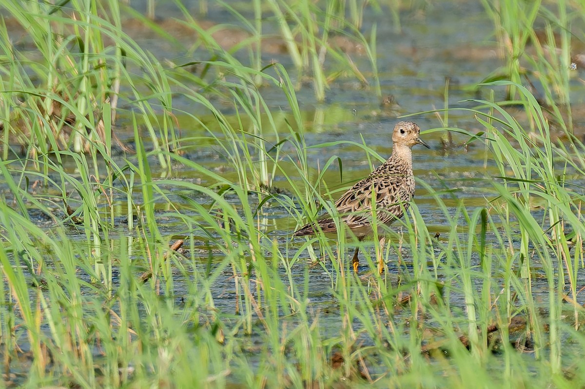Çayırkoşarı - ML641644158