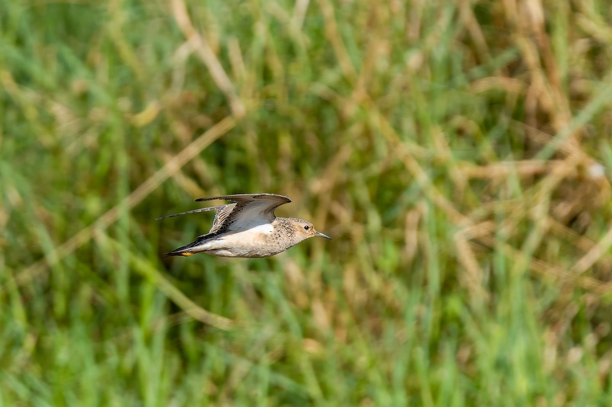 Çayırkoşarı - ML641644159