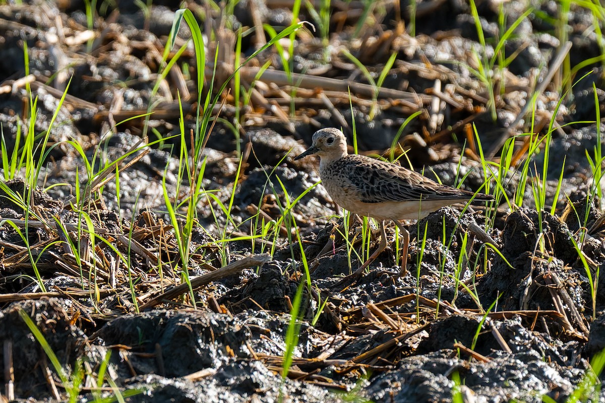 Çayırkoşarı - ML641644160