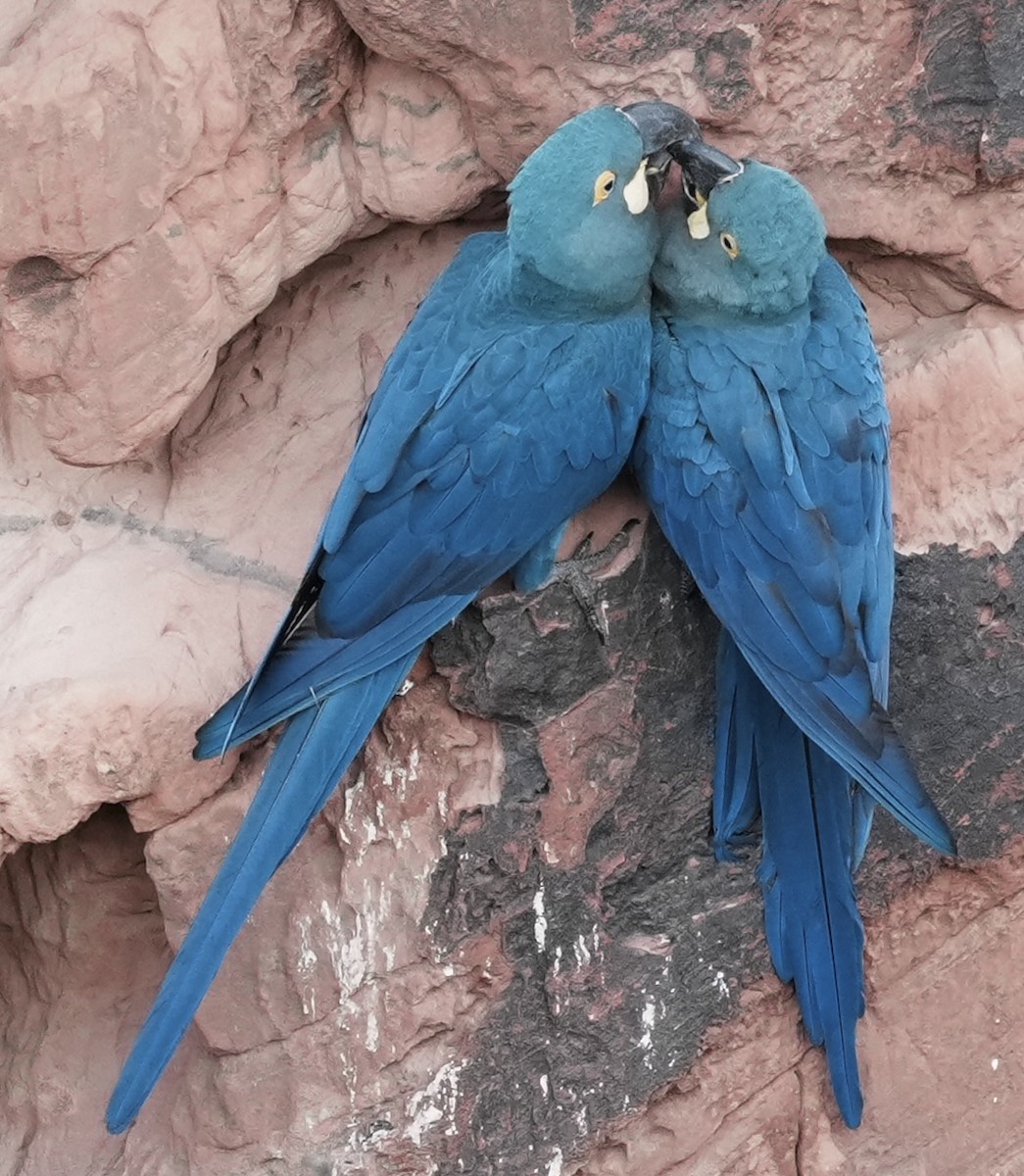 Indigo Macaw - ML641644177