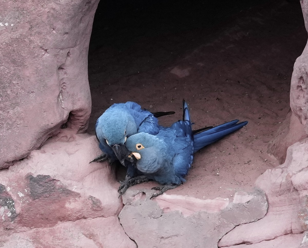 Indigo Macaw - ML641644178