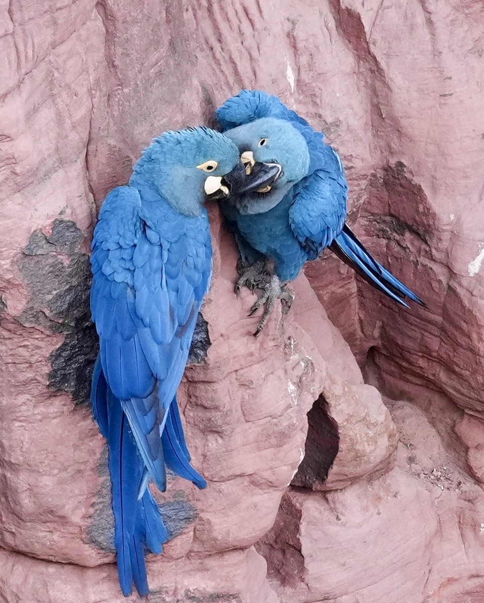Indigo Macaw - ML641644188