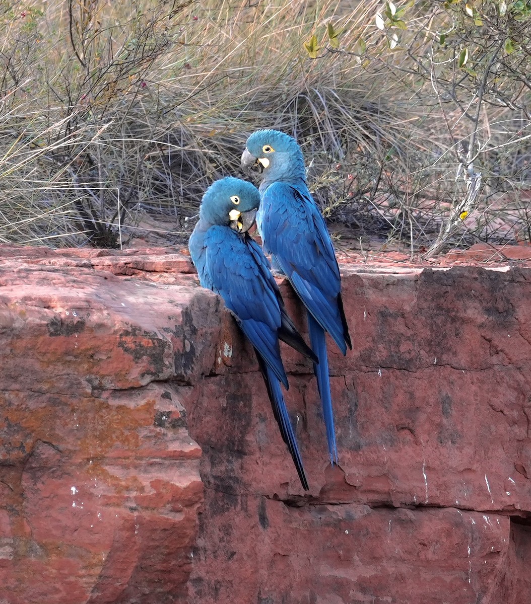 Indigo Macaw - ML641644189