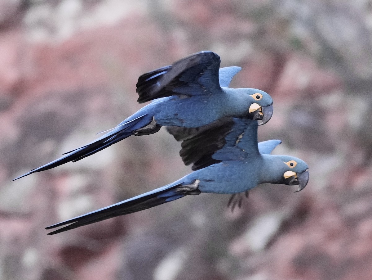 Indigo Macaw - ML641644196