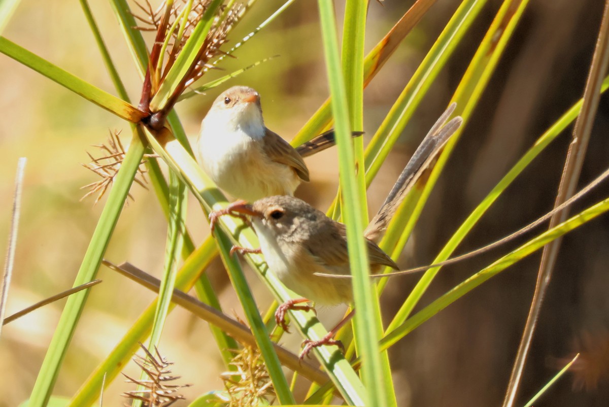 Red-backed Fairywren - ML641644204