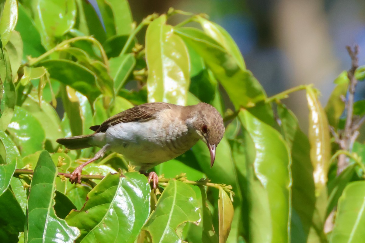 Brown-backed Honeyeater - ML641644205