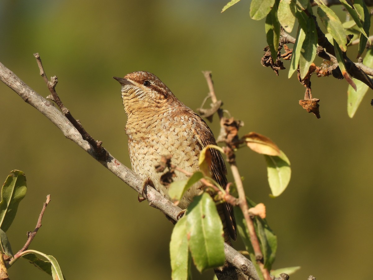 Eurasian Wryneck - ML641644206
