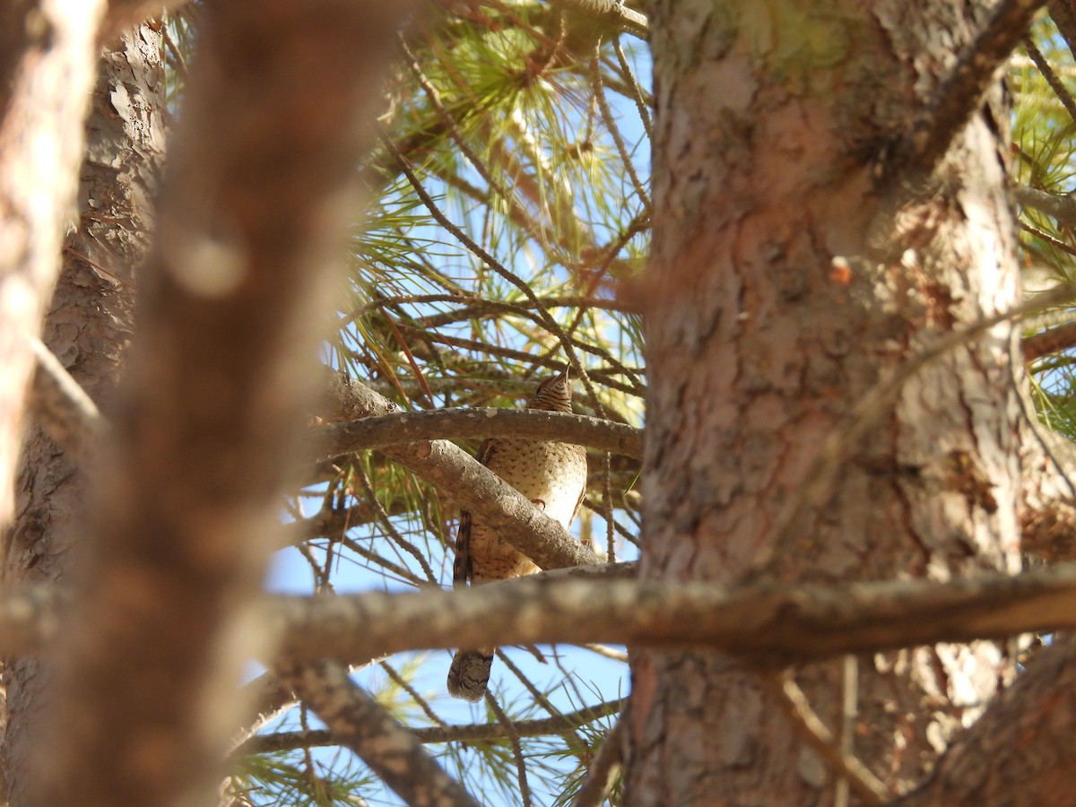 Eurasian Wryneck - ML641644207