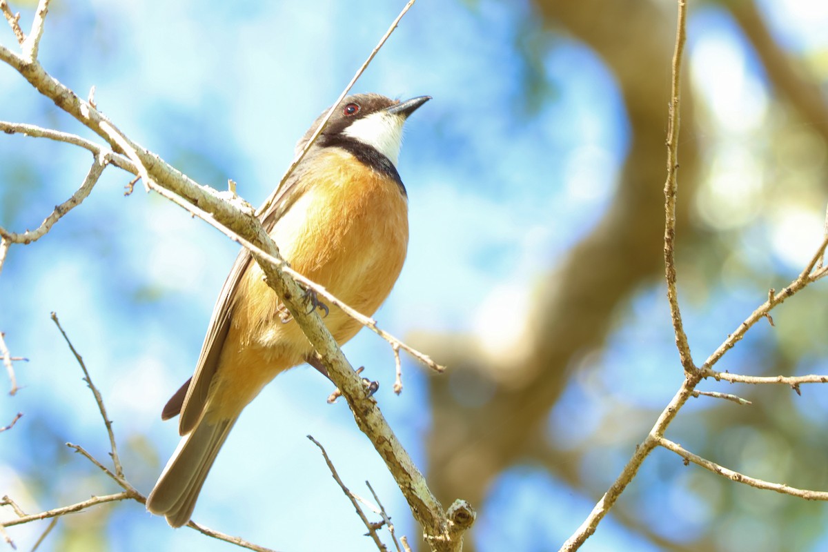 Rufous Whistler - ML641644209