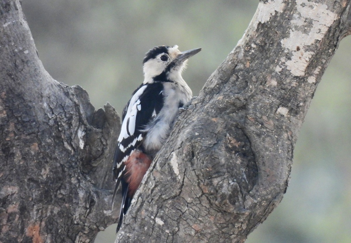 Syrian Woodpecker - ML641644210