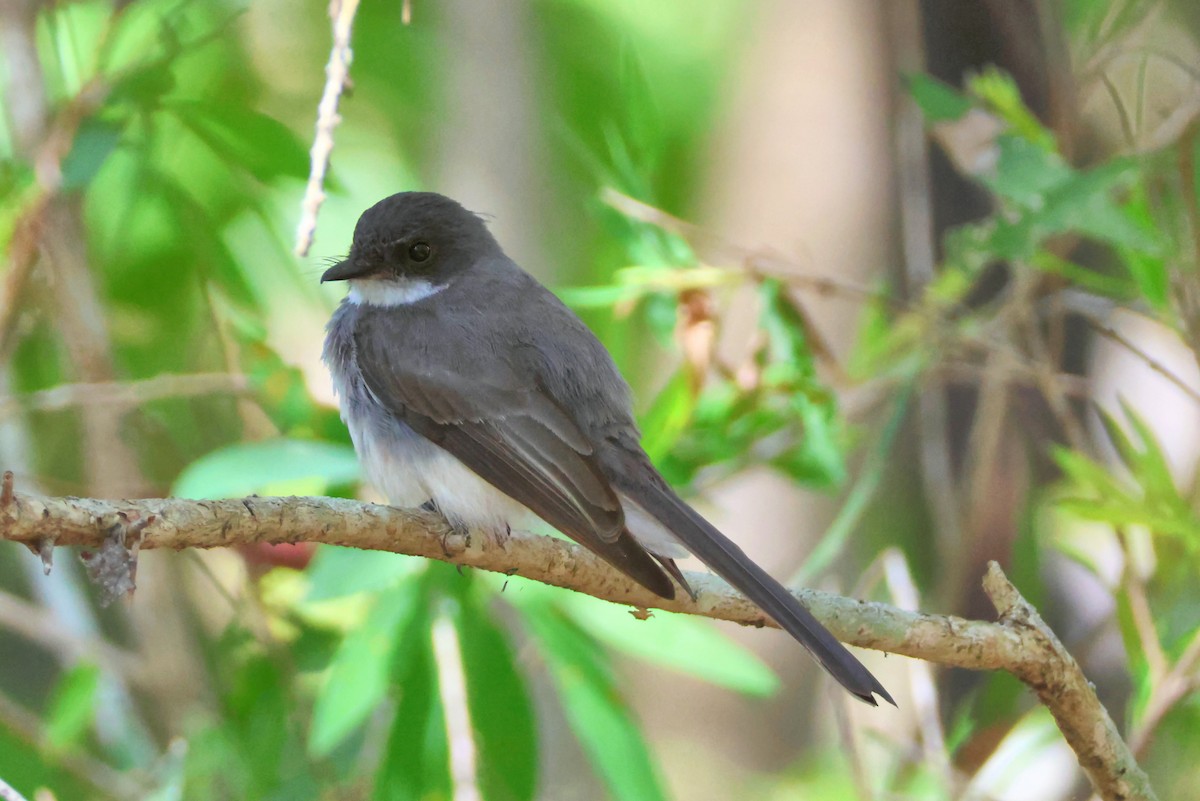 Northern Fantail - ML641644211