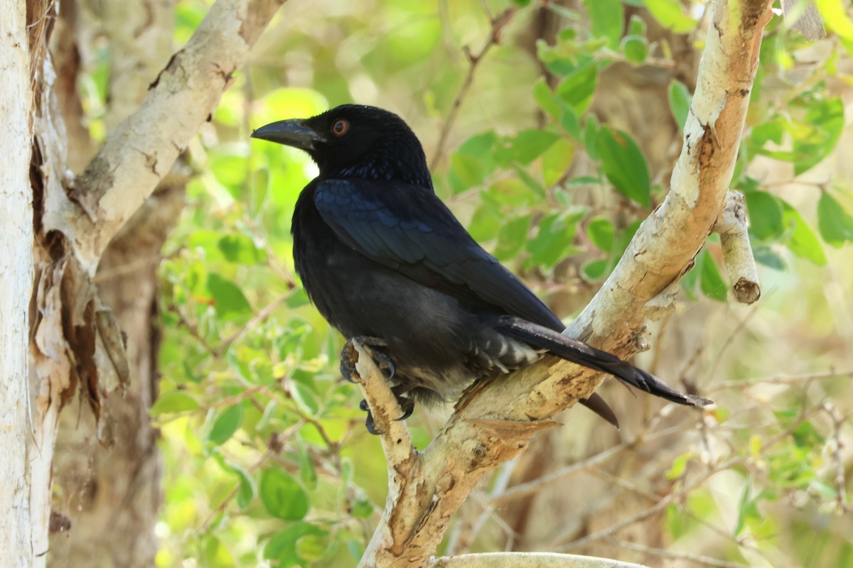 Spangled Drongo - ML641644212