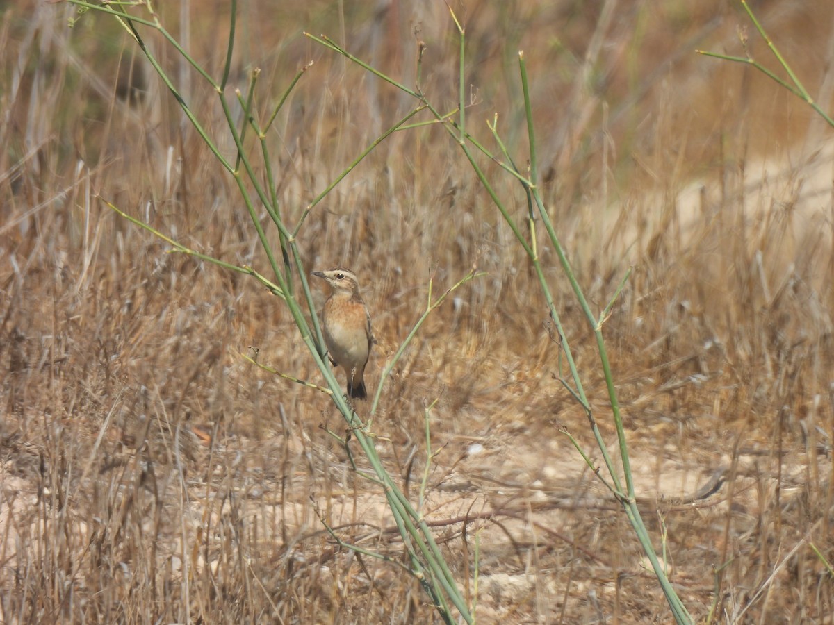Whinchat - ML641644213