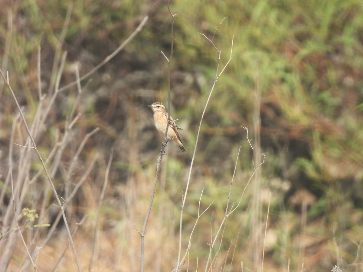 Whinchat - ML641644214