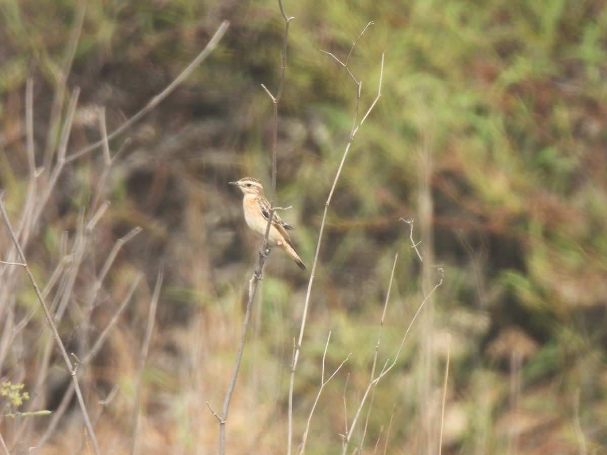 Whinchat - ML641644215