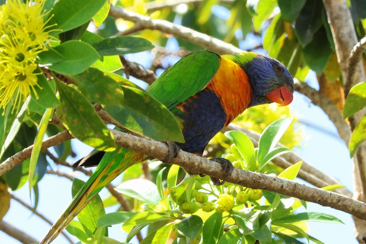 Rainbow Lorikeet - ML641644221