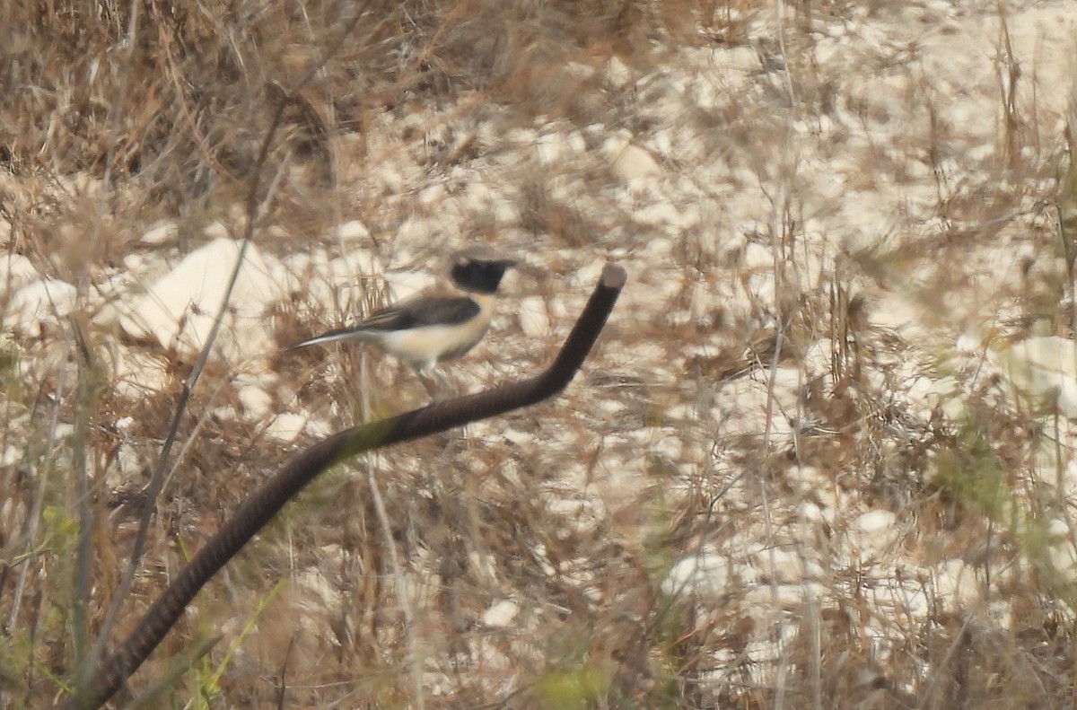 Eastern Black-eared Wheatear - ML641644222