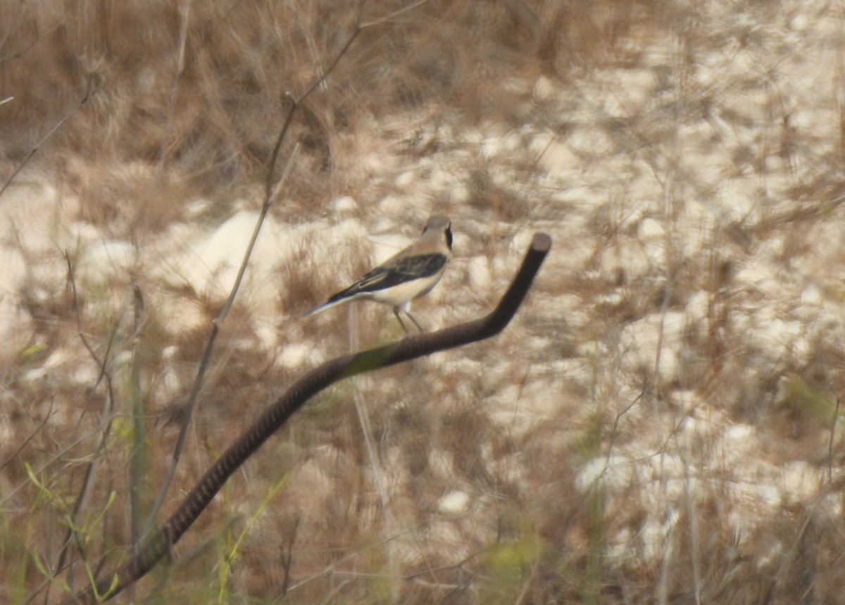Eastern Black-eared Wheatear - ML641644223