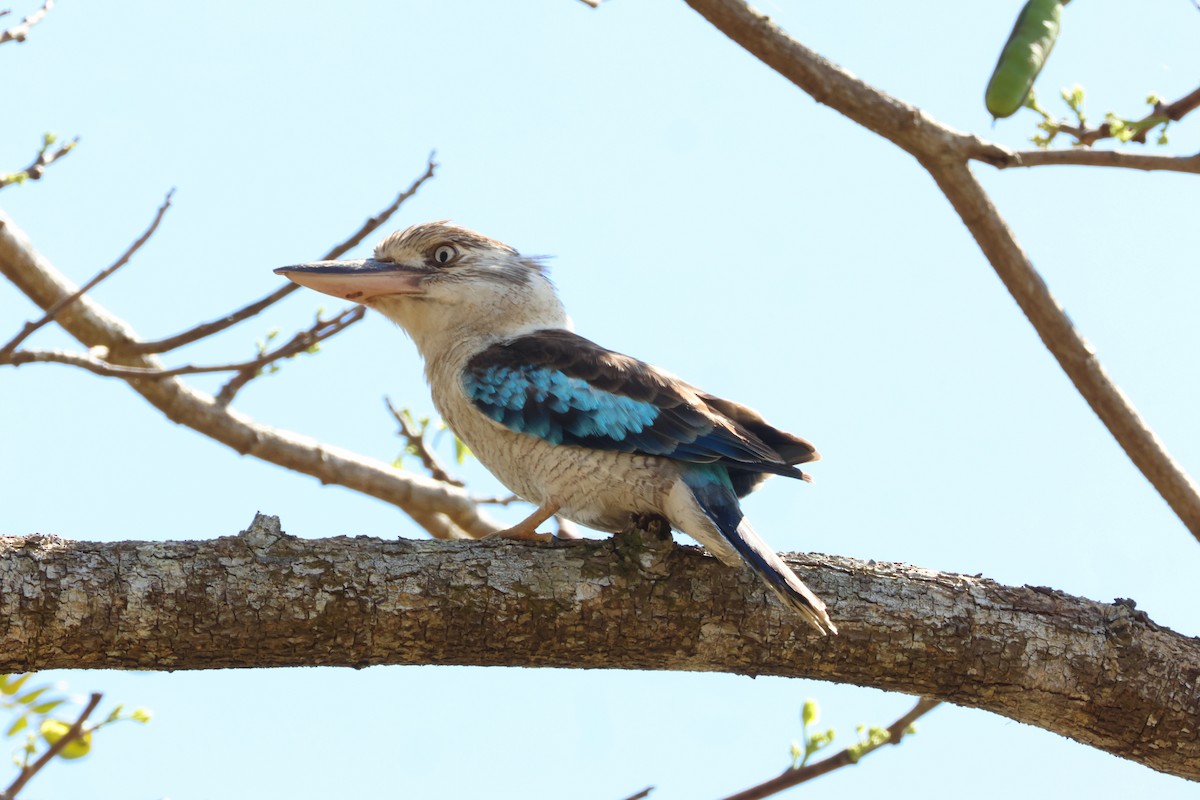 Blue-winged Kookaburra - ML641644224