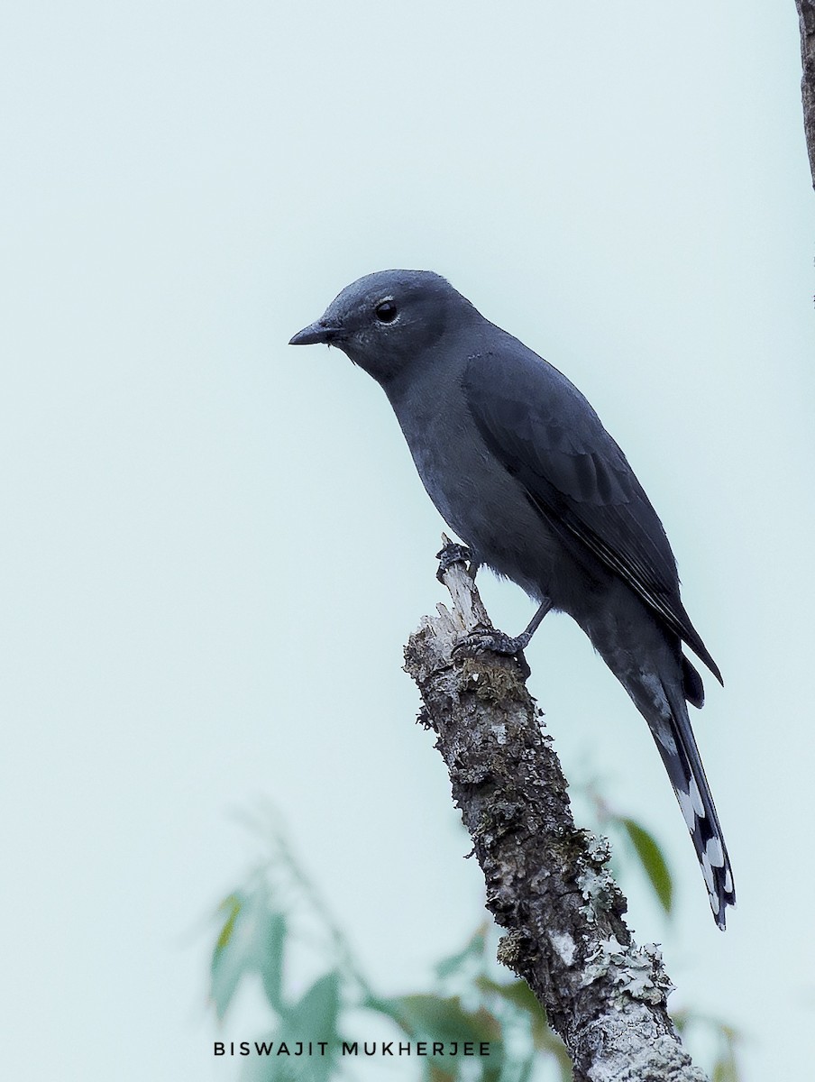 Black-winged Cuckooshrike - ML641644225