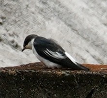 White-winged Swallow - ML641644228