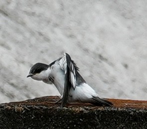White-winged Swallow - ML641644229