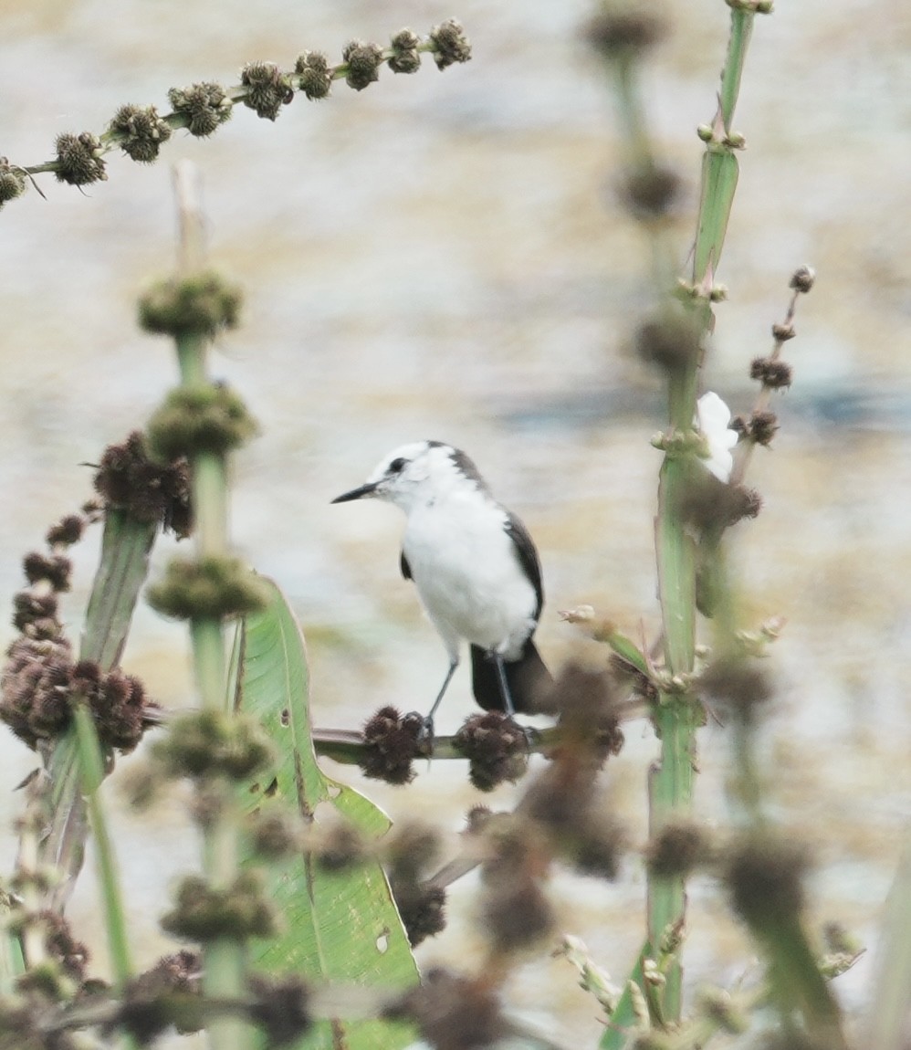 Black-backed Water-Tyrant - ML641644239