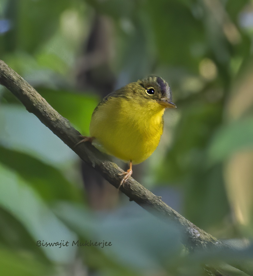 Green-crowned Warbler - ML641644240
