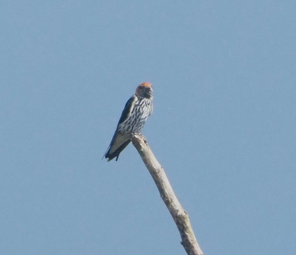 Lesser Striped Swallow - ML641644243