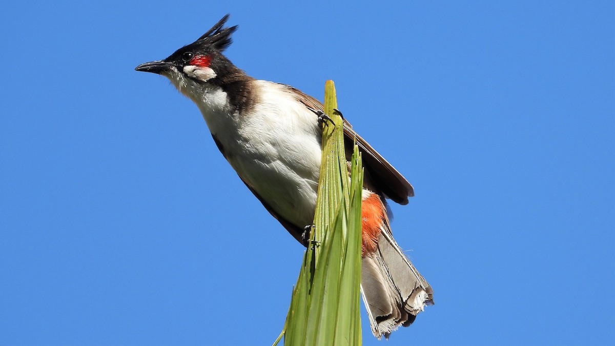 Red-whiskered Bulbul - ML641644282