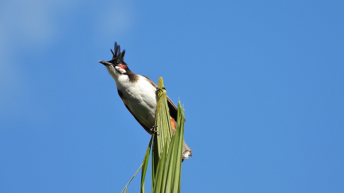 Red-whiskered Bulbul - ML641644283