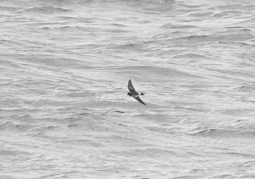 Wilson's Storm-Petrel - ML641644318