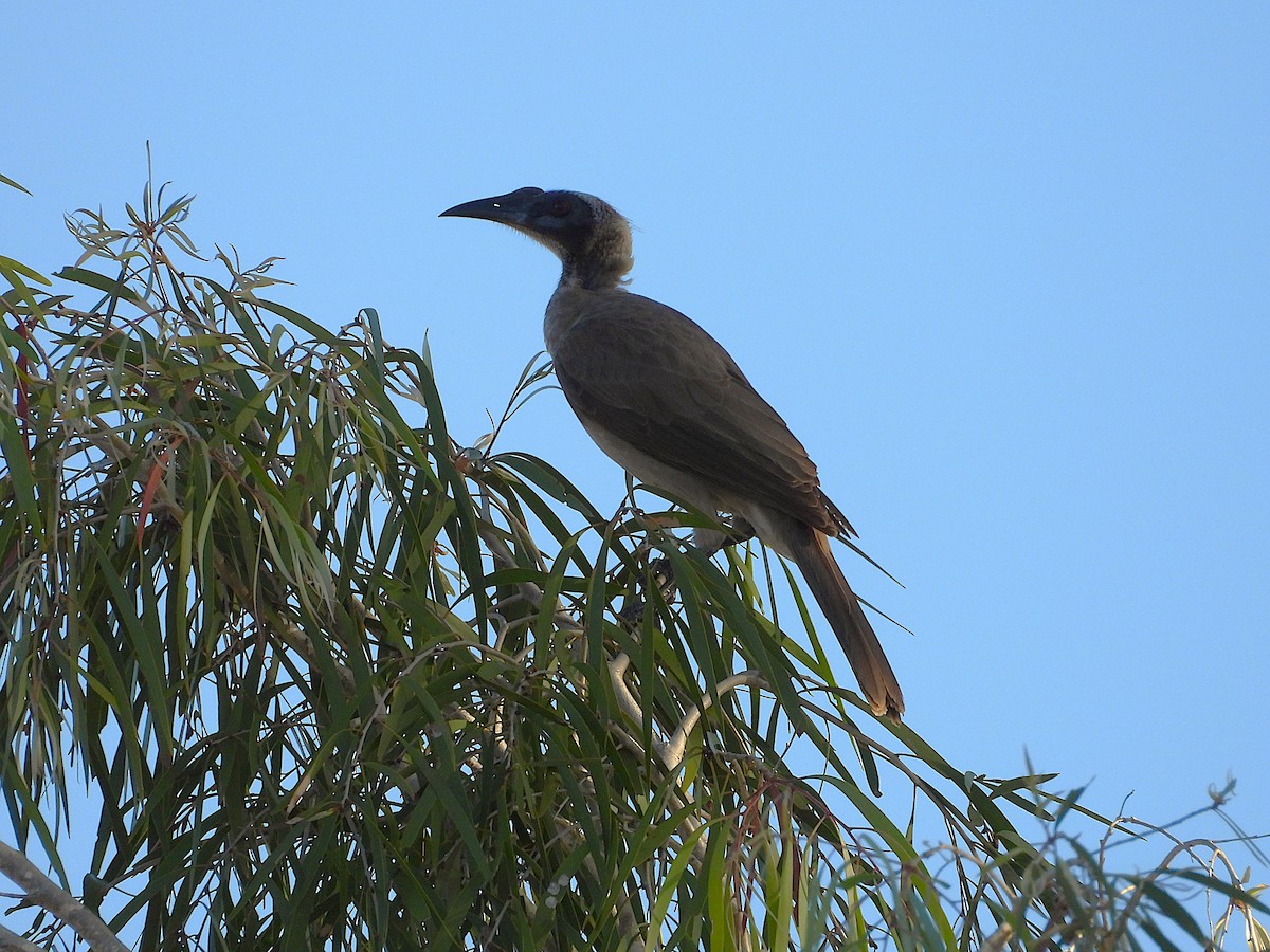 Helmeted Friarbird - ML641644338