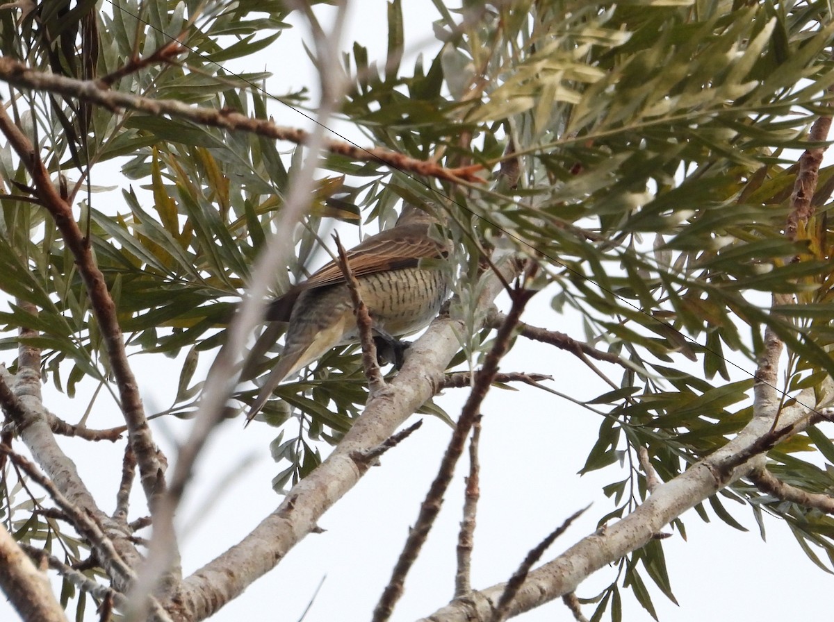 Sahul Cicadabird - ML641644340