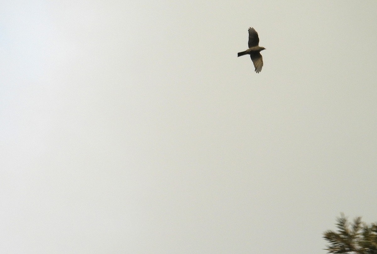Sahul Cicadabird - ML641644341