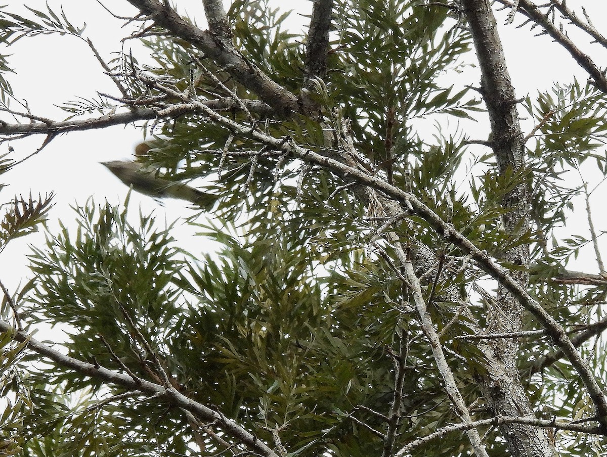 Sahul Cicadabird - ML641644342