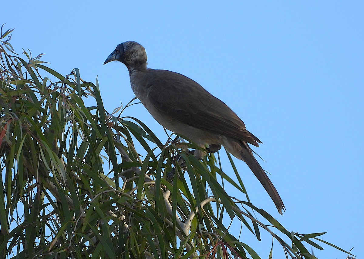 Helmeted Friarbird - ML641644343