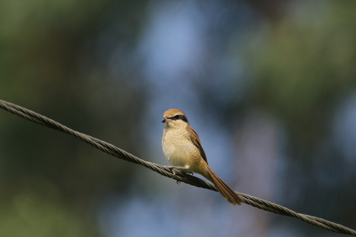 ťuhýk hnědý - ML641644351