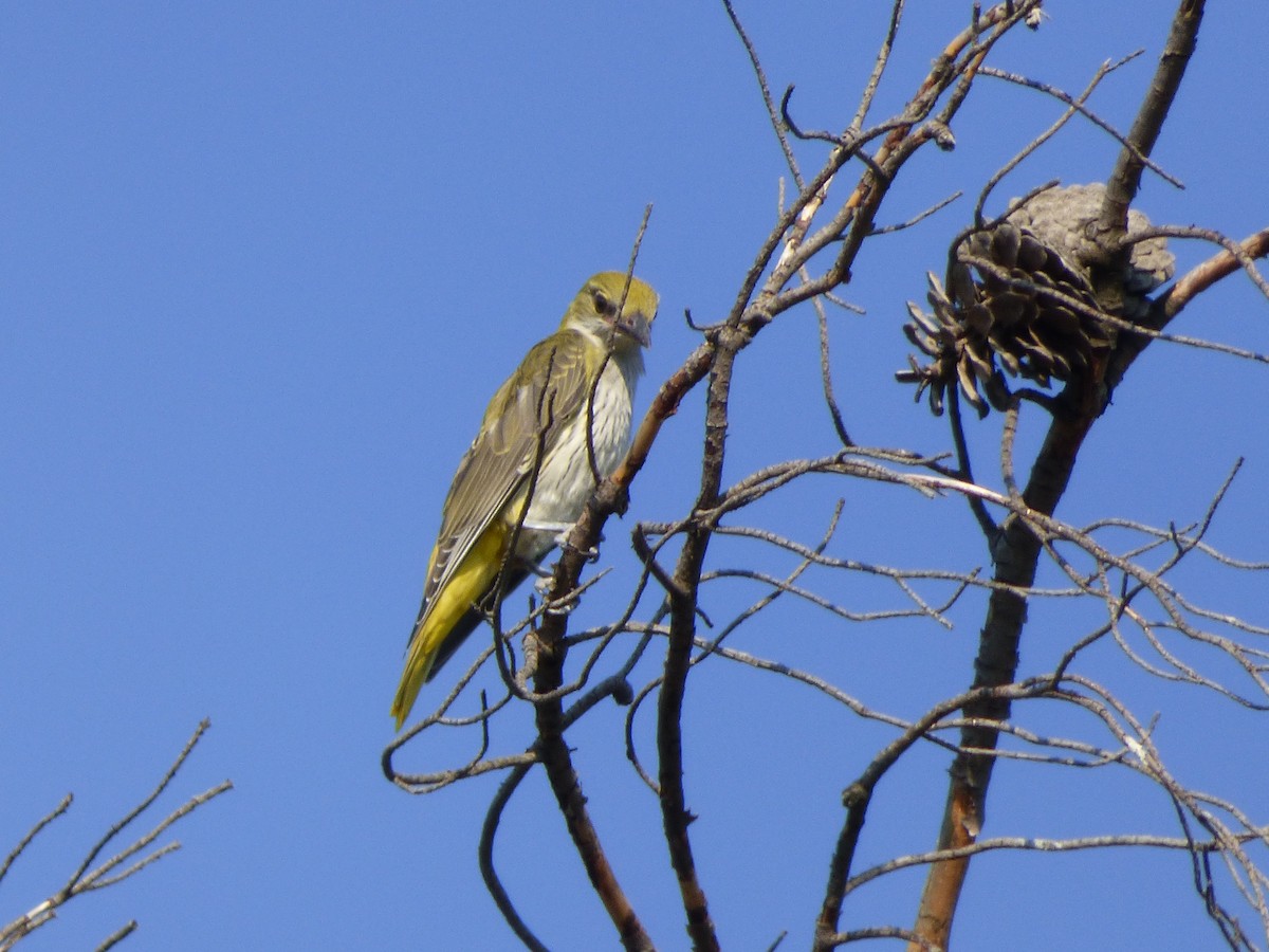 Eurasian Golden Oriole - ML641644361