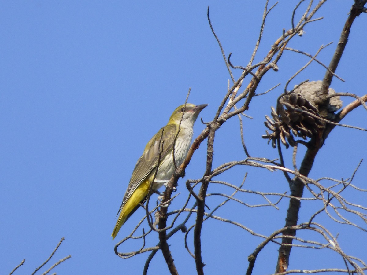 Eurasian Golden Oriole - ML641644362