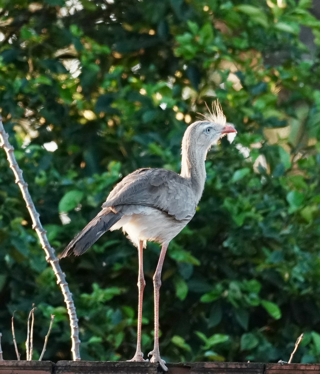 Red-legged Seriema - ML641644385