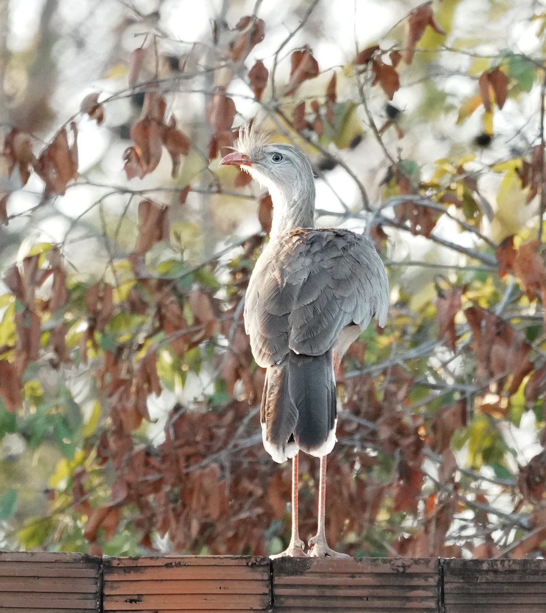 Red-legged Seriema - ML641644386