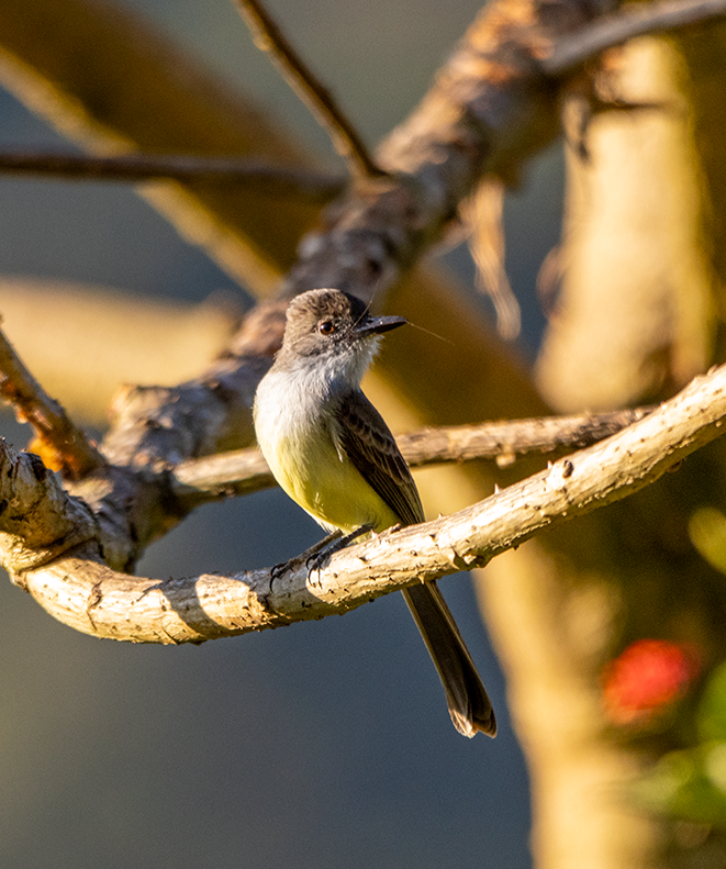Dusky-capped Flycatcher (nigriceps/atriceps) - ML641644389