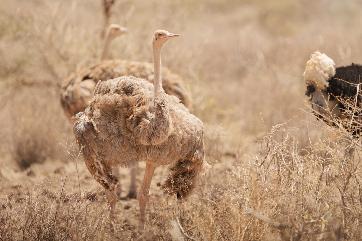 Somali Ostrich - ML641644419