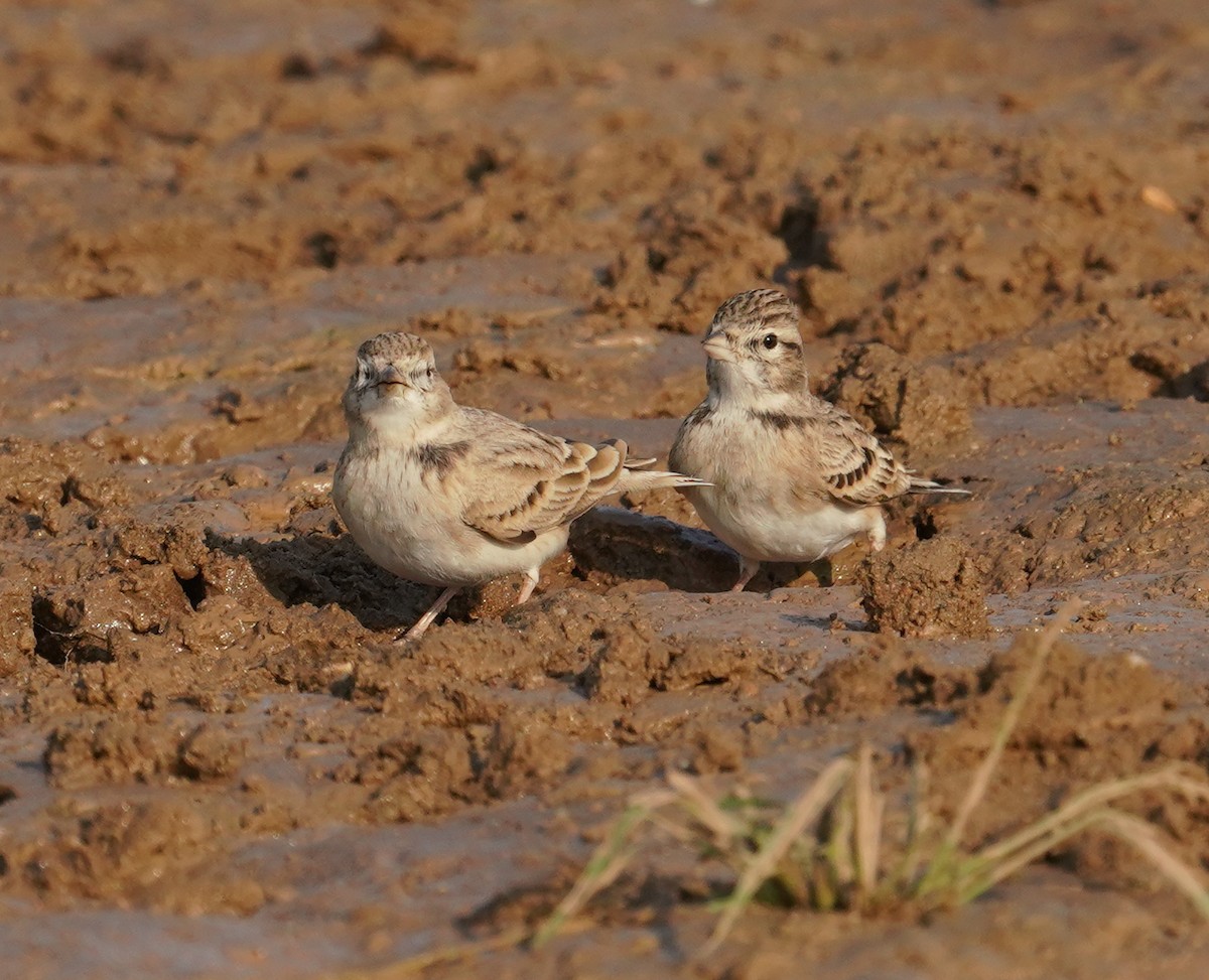 Greater Short-toed Lark - ML641644429