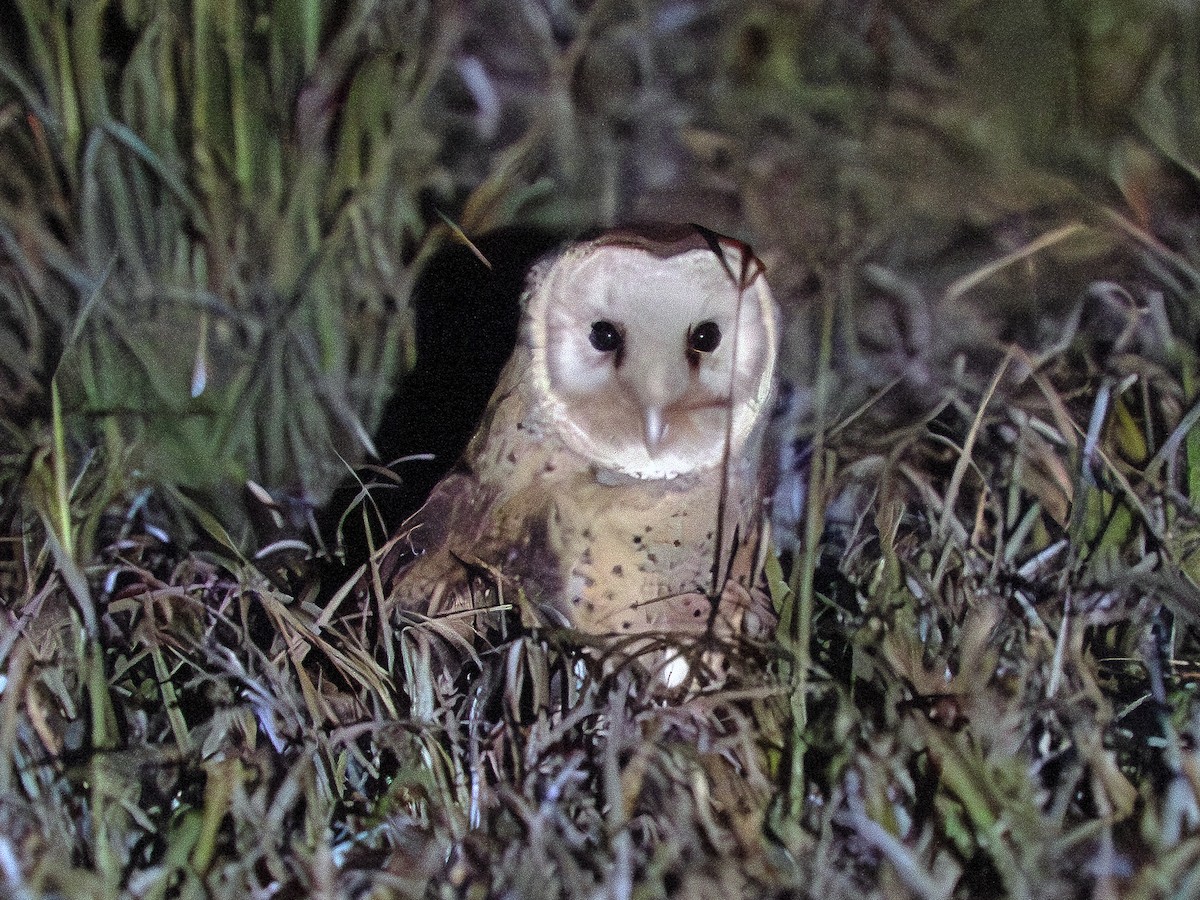 Australasian Grass-Owl - ML641644433