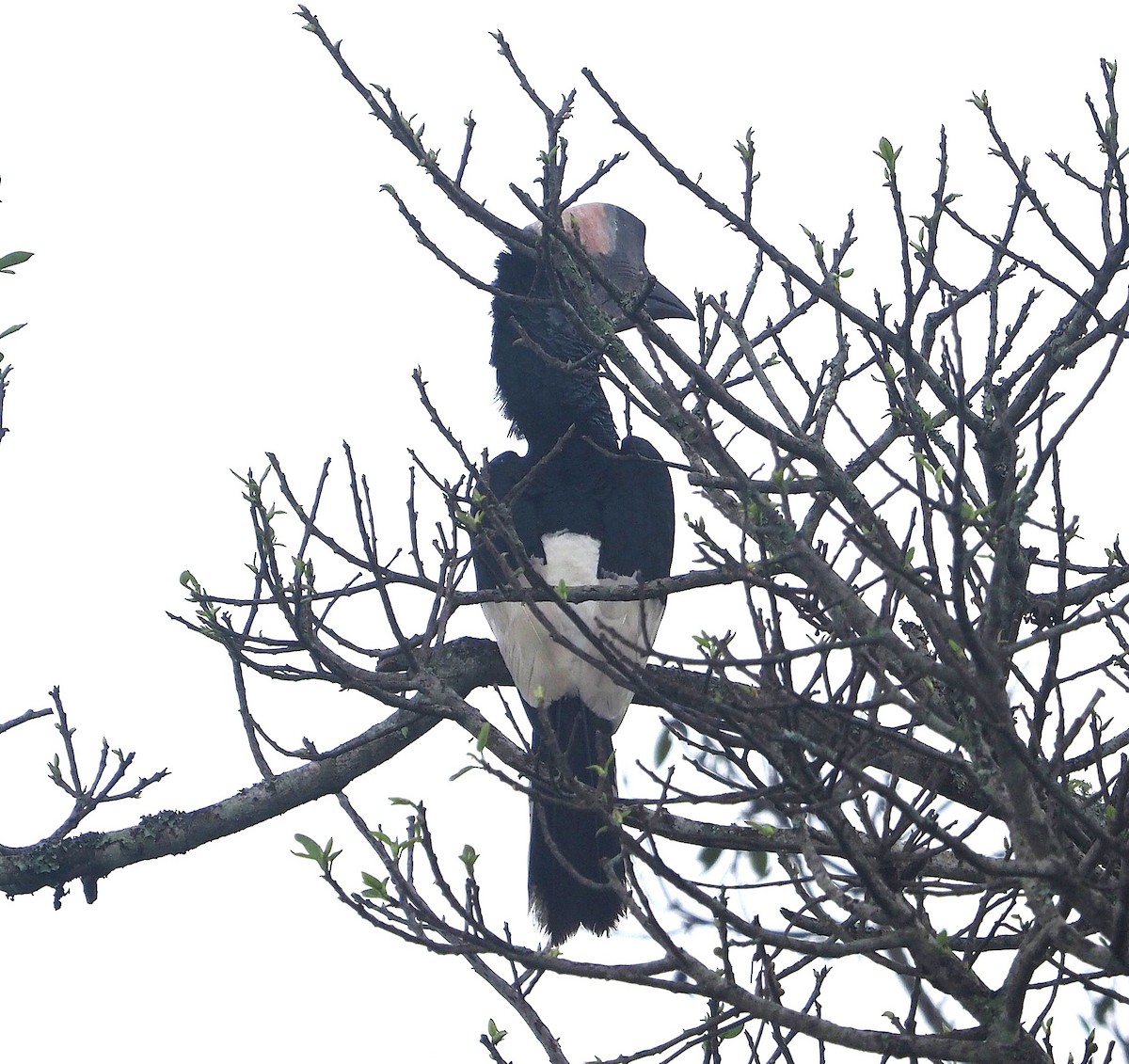 Grauwangen-Hornvogel - ML641644436