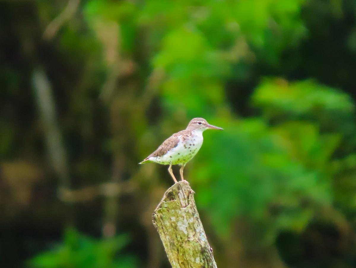 Spotted Sandpiper - ML641644438