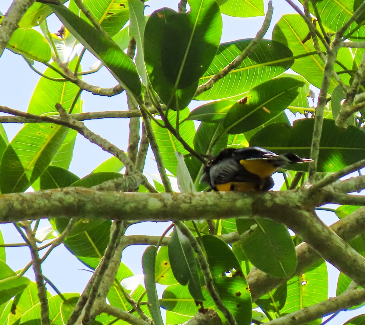 Gartered Trogon - ML641644443